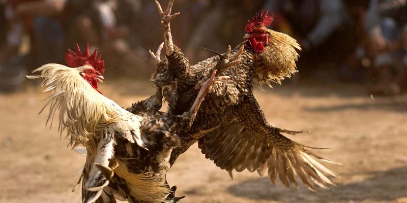 Bật Mí Cách Nuôi Gà Đá Cựa Sắt Chuẩn Thi Đấu Quốc Tế 2025